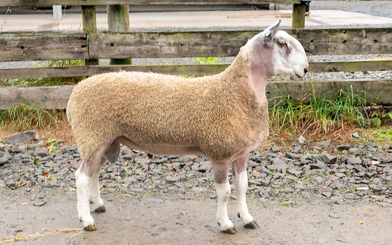 Bluefaced Leicester Ram sold for £1350 from Kirkstead