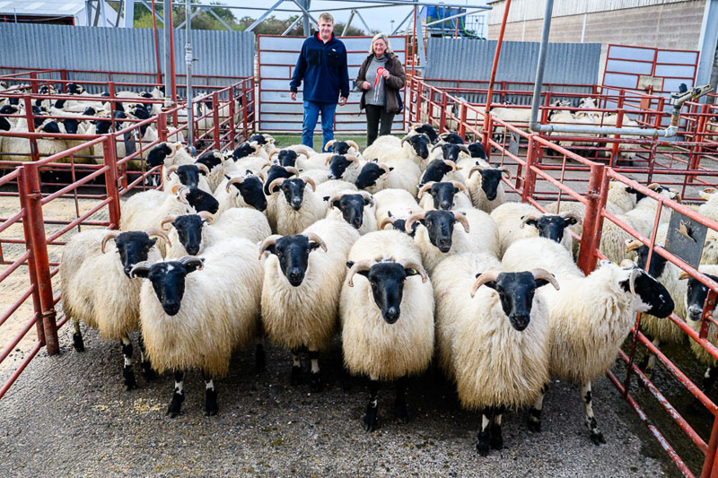 Pen of Blackface Store Lambs