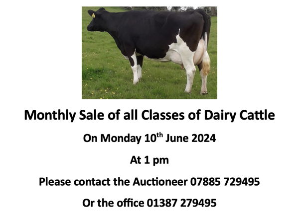 dairy cattle sale