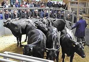 store cattle ring