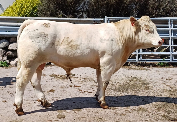 Charolais Bull
