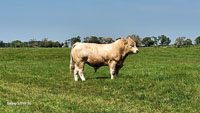 charolais-02