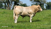 charolais-03