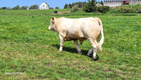 charolais-10