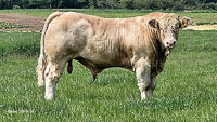 charolais-12