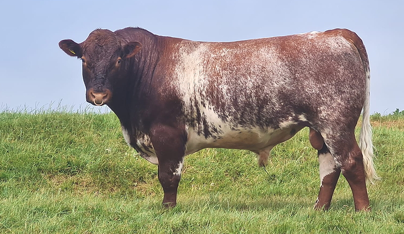 Beef Shorthorn Polled Young Bull
