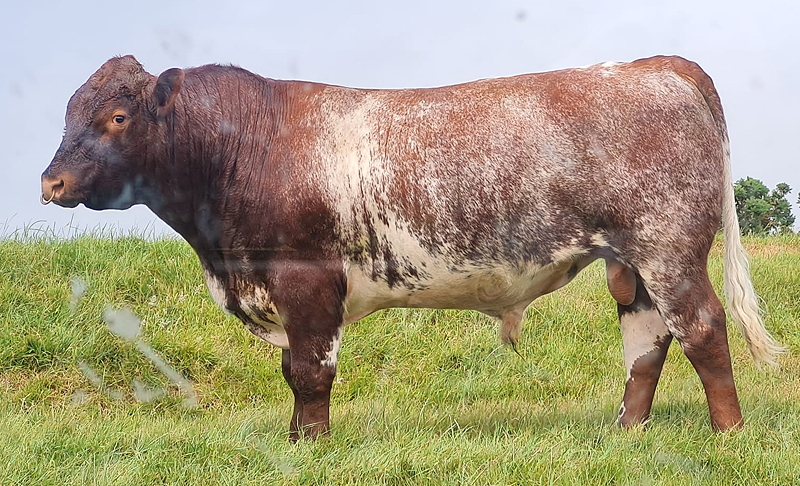 Beef Shorthorn Polled Young Bull