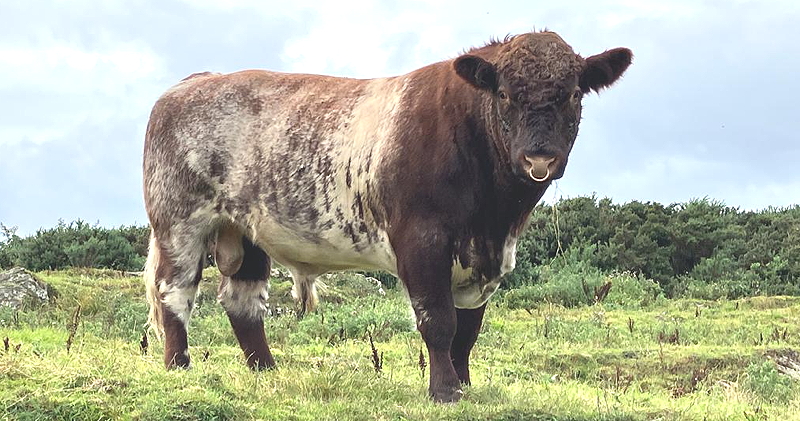 Beef Shorthorn Polled Young Bull