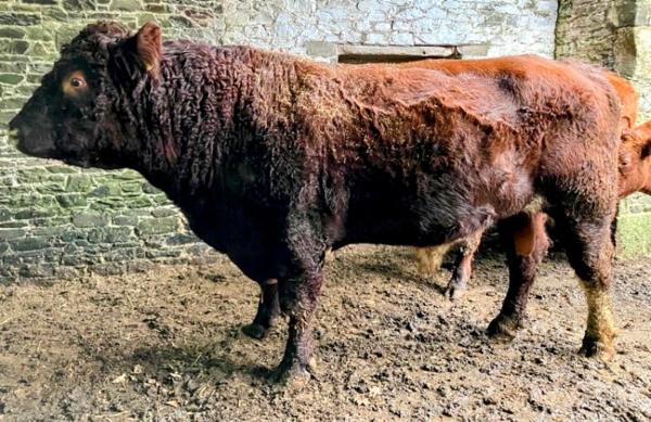 Beef Shorthorn stockbull