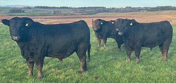 Aberdeen Angus Bulls