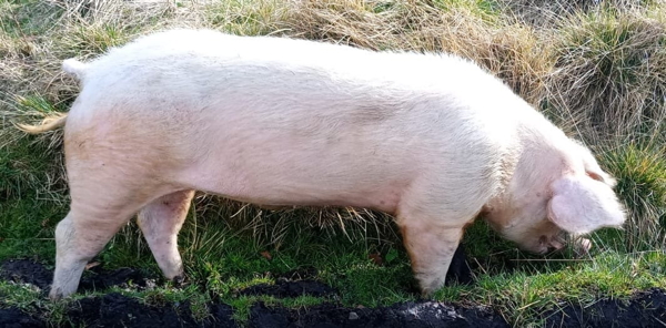 Welsh Boar