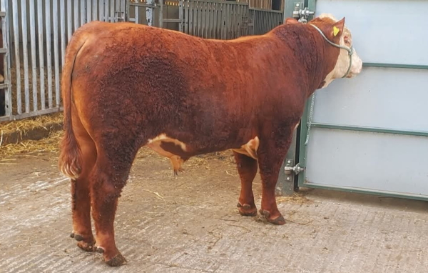 Hereford Young Bull