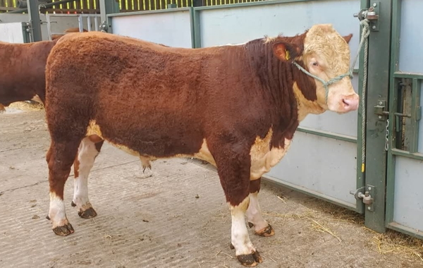 Hereford Young Bull