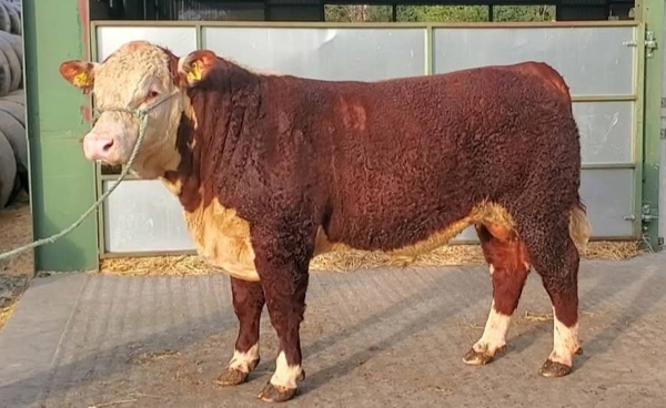 Hereford Young Bull