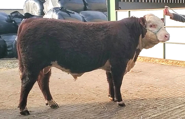 Hereford Young Bull