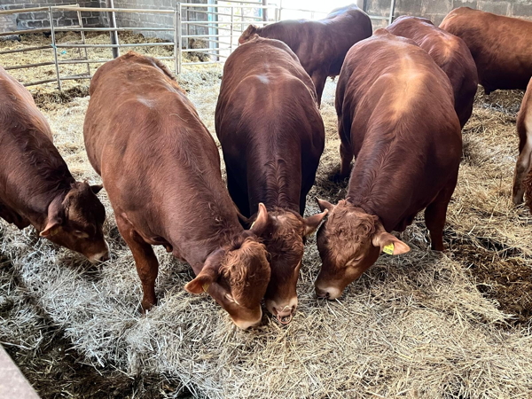 Limousin Young Bulls