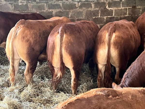 Limousin Young Bulls
