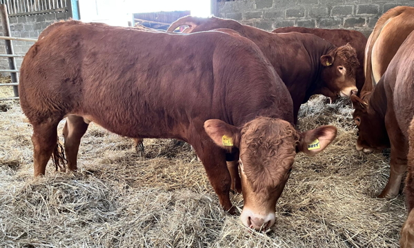 Limousin Young Bulls