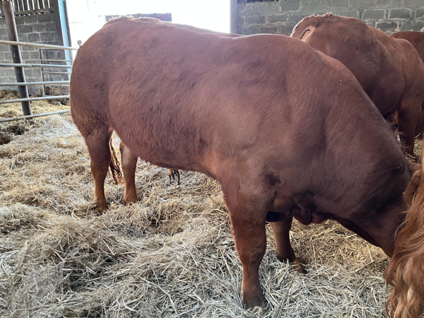 Limousin Young Bulls