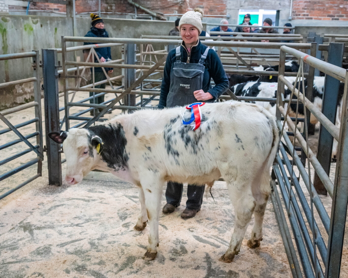 British blue bull calf