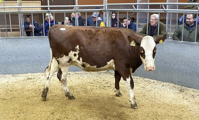 Champion Dairy