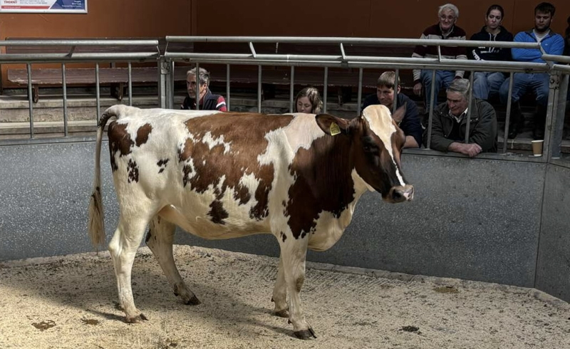 dairy cattle sale