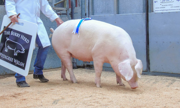 Dumfries Pig Sale