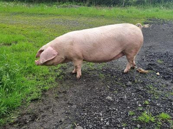 British Lop Ear gilt