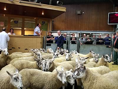 Kilnknowe’s Stock Dispersal