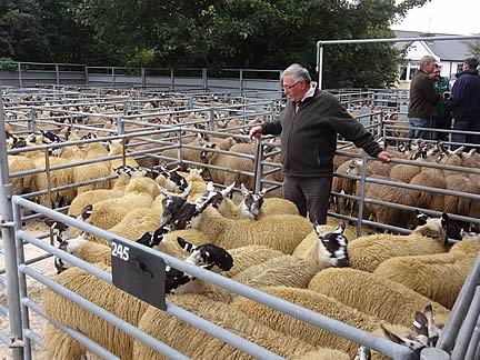mule gimmers