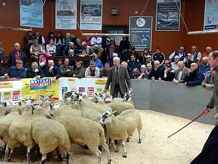 Sheep Sale