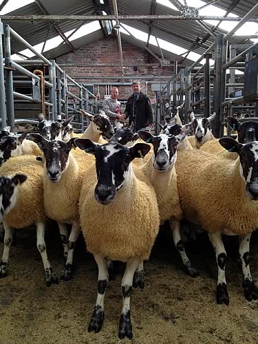 Champion Gimmers, l to r, Phillip Fry, David Morgan (Judge)