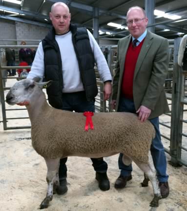 Bluefaced Leicester Champion 