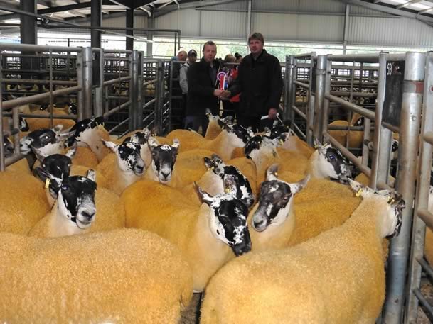 Ewe_Lamb_&_Gimmer_Sale_2015_002