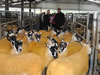 Ewe_Lamb_&_Gimmer_Sale_2015_002