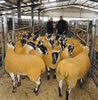 Ewe_Lamb_&_Gimmer_Sale_2015_003