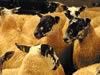 Ewe_Lamb_&_Gimmer_Sale_2015_027