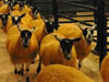 Ewe_Lamb_&_Gimmer_Sale_2015_035