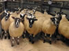 Ewe_Lamb_&_Gimmer_Sale_2015_038