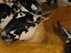 Ewe_Lamb_&_Gimmer_Sale_2015_053