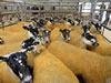 Ewe_Lamb_&_Gimmer_Sale_2015_058
