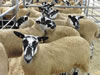 Ewe_Lamb_&_Gimmer_Sale_2015_068