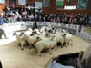 Ewe_Lamb_&_Gimmer_Sale_2015_079