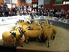 Ewe_Lamb_&_Gimmer_Sale_2015_082