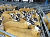 Ewe_Lamb_&_Gimmer_Sale_2015_087
