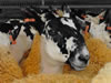 Ewe_Lamb_&_Gimmer_Sale_2015_093