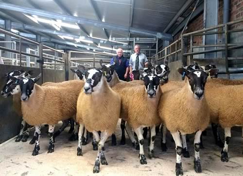 Champion Pen of Gimmers - l to r (Judge) David Bryson, John Guild, Laight