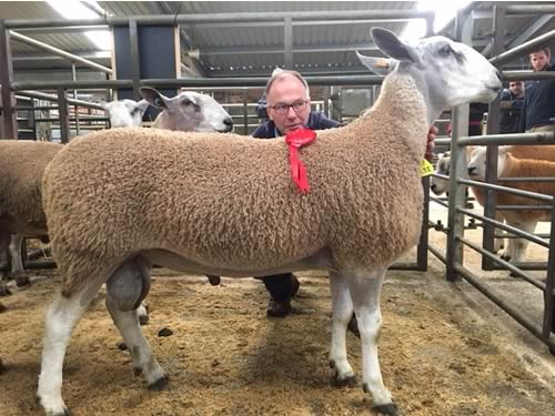 BFL champion and top price