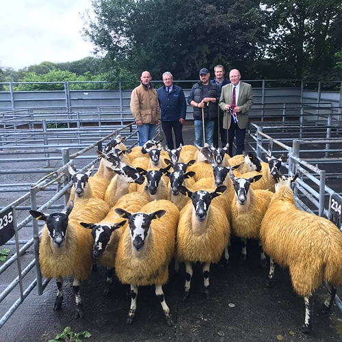Scotch mule ewe lambs