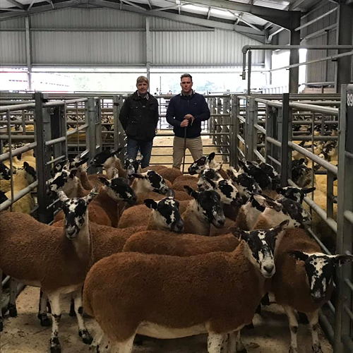 Scotch Mule Gimmers